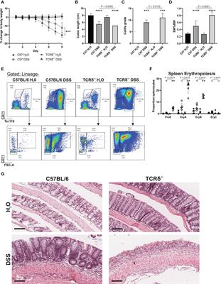Development of severe colitis is associated with lung inflammation and pathology